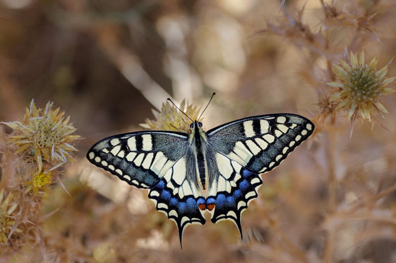 Butterfly Image