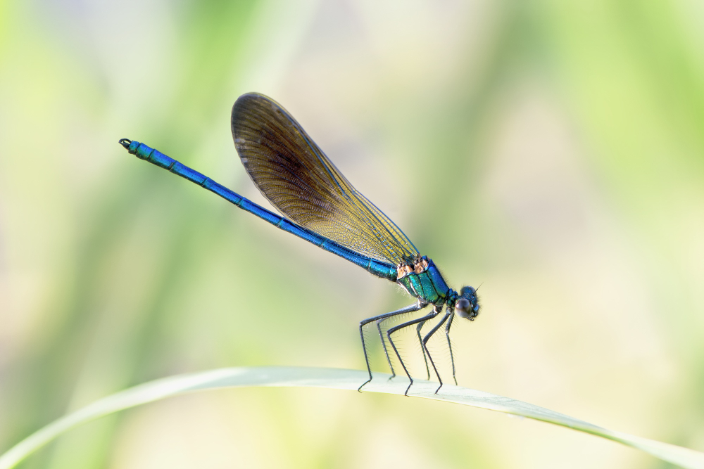 dragonfly