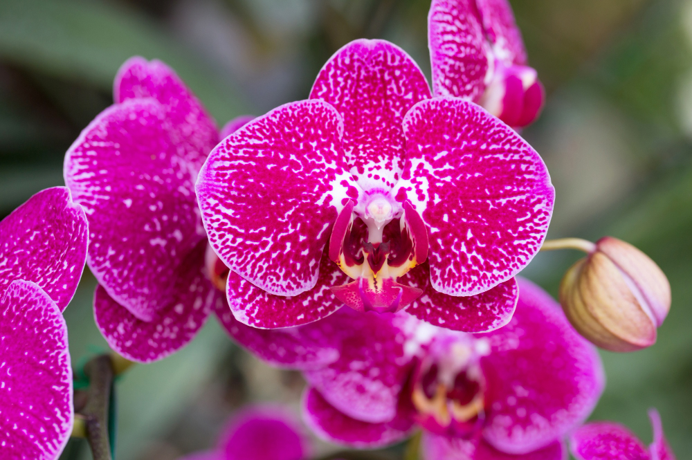 Orchid Image