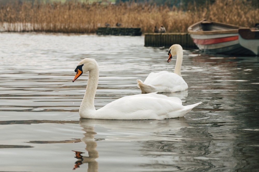 Swans in the lake